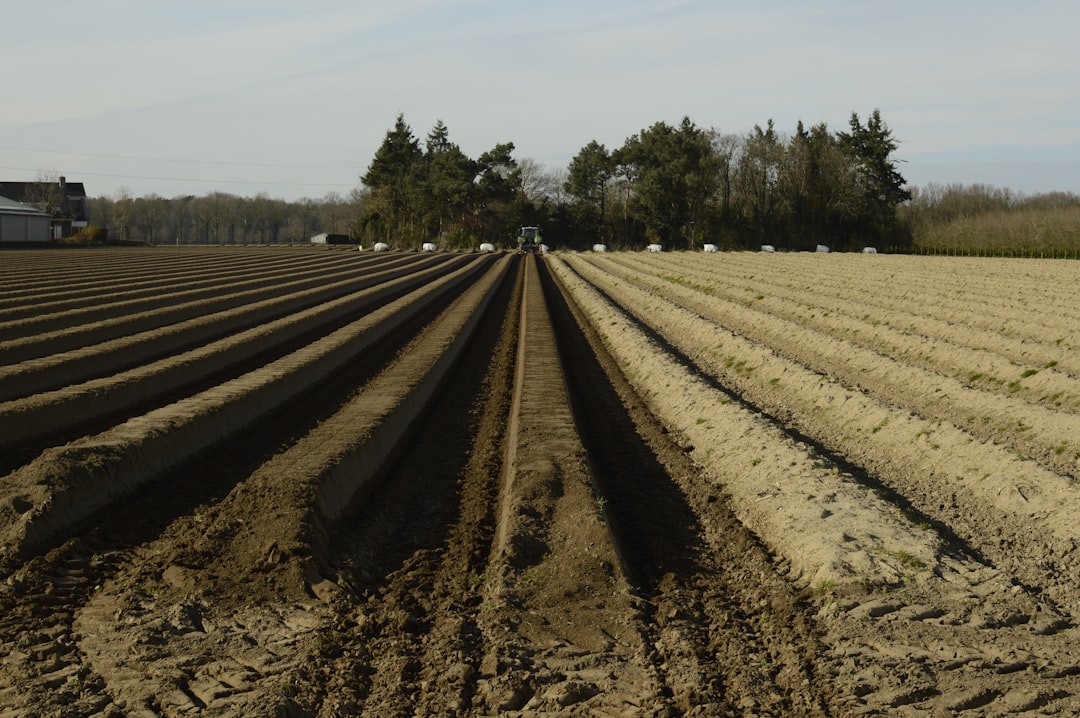 Asparagus.
