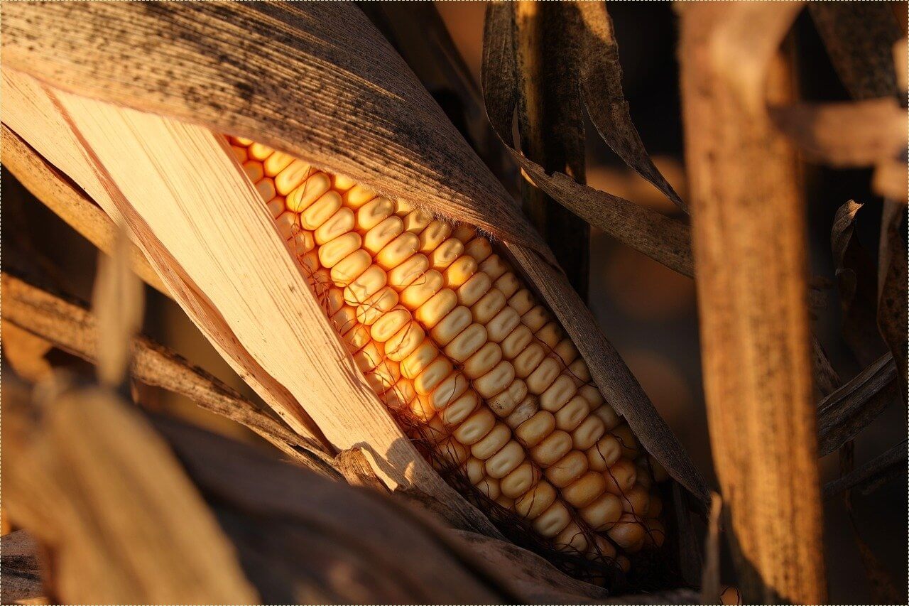 자동차 렌트와 리스의 차이점