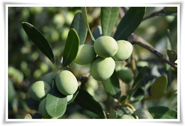 "올리브나무 키우기" 집에서 즐기는 지중해의 향기 정원!