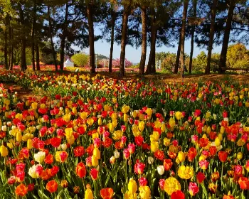 태안 튤립축제_14