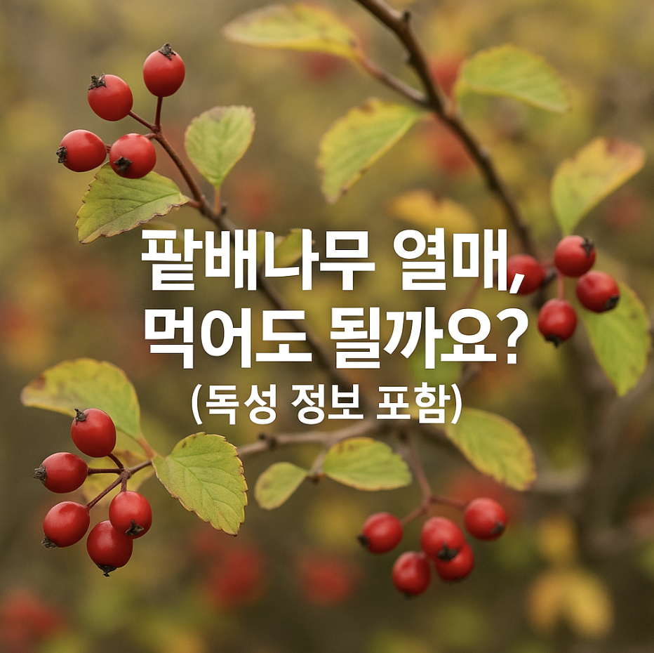 팥배나무 열매, 먹어도 될까요? (독성 정보 포함)