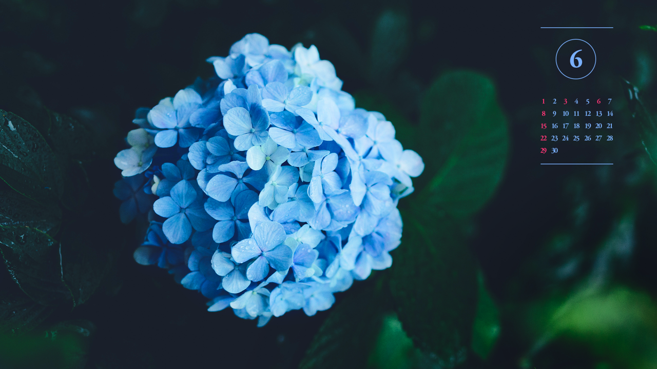 08 비에 젖은 수국꽃 A - 2025년6월 노트북배경화면