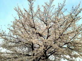 2026 진해군항제 일정