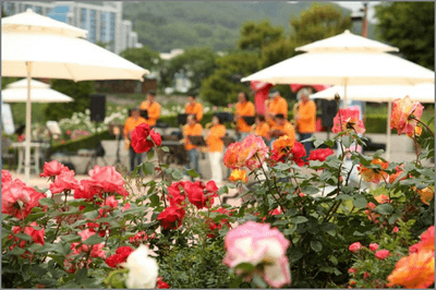 2025 삼척 장미공원 장미축제 일정, 주차, 볼거리