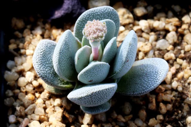 꽃이 피는 다육식물 종류와 특징 🌸🌿