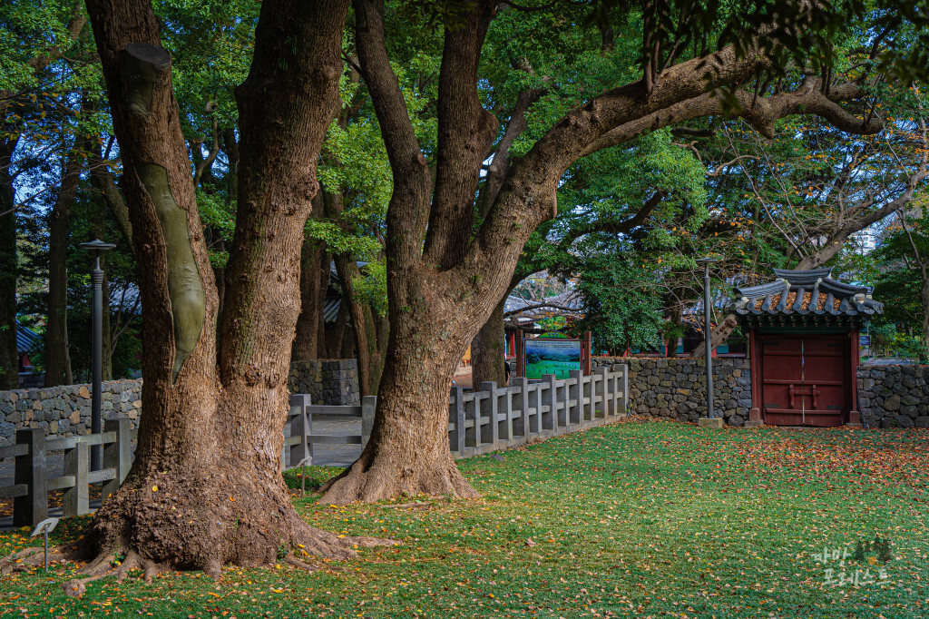 제주 삼성혈 고목나무