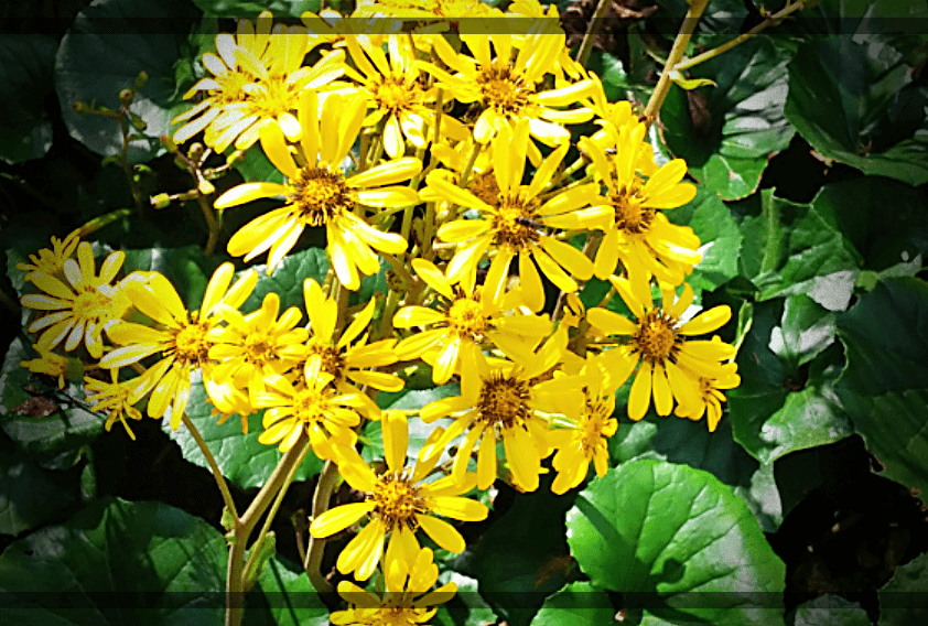 머위꽃-피는-시기