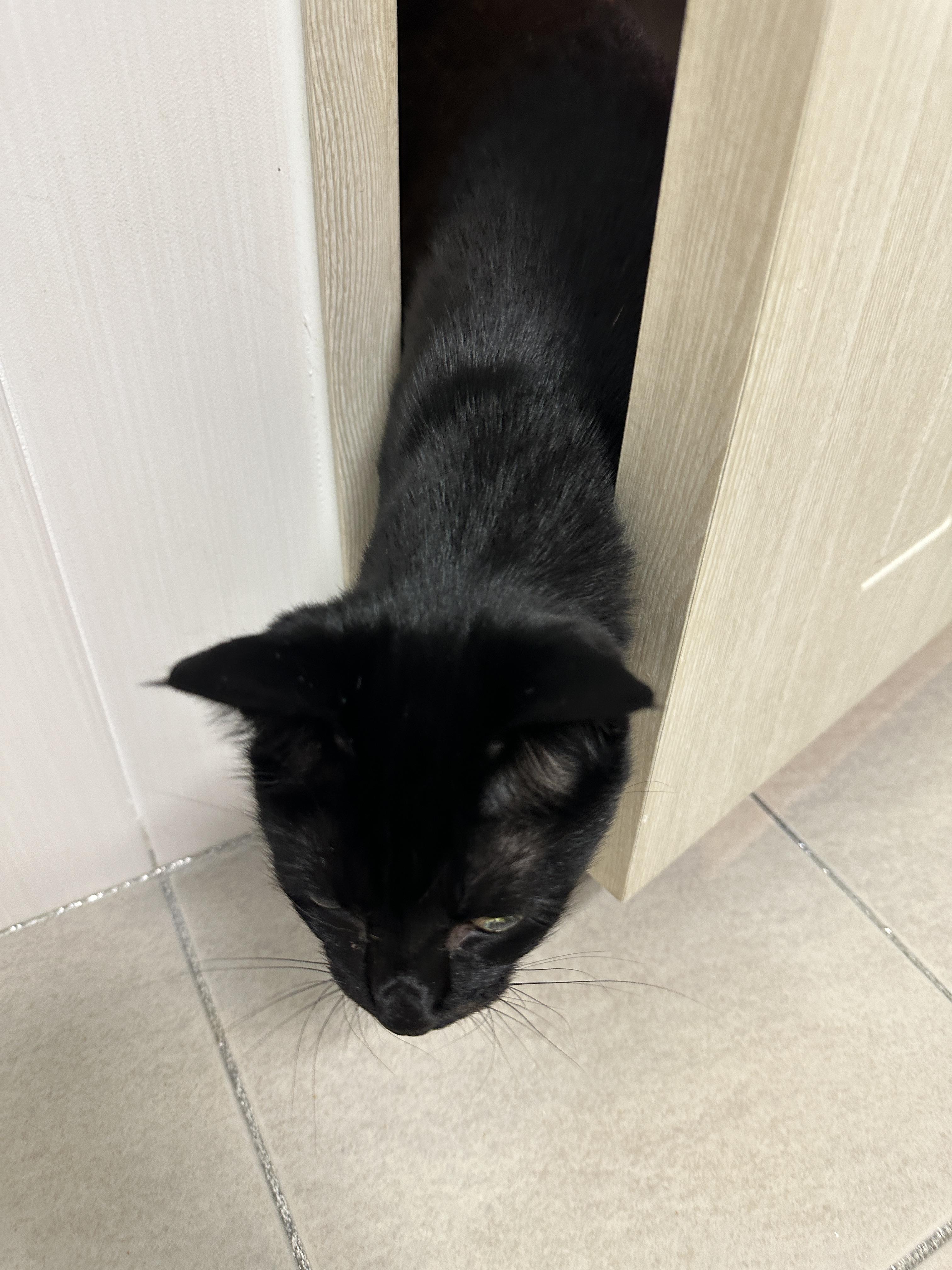 욕실에서도 고양이들의 사랑과 관심을 받는 집사 생활 (feat. 건이와 루디)