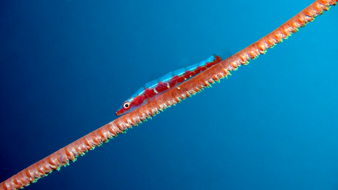 Krill