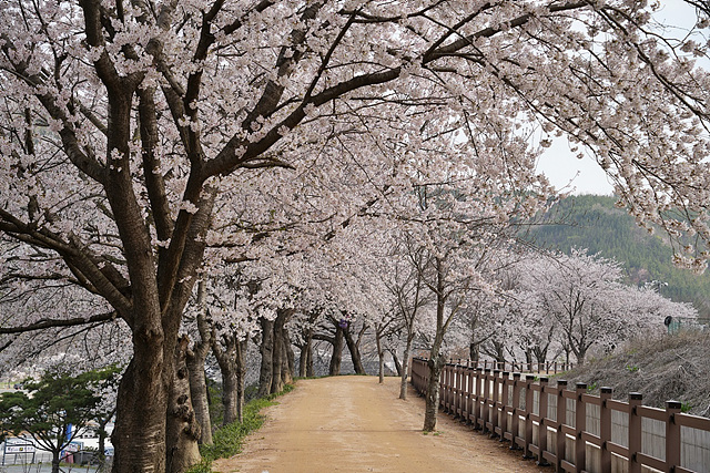 숲머리 뚝방길 벚꽃