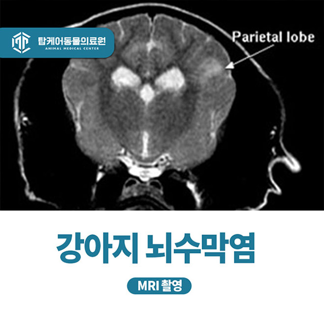 강아지 MRI