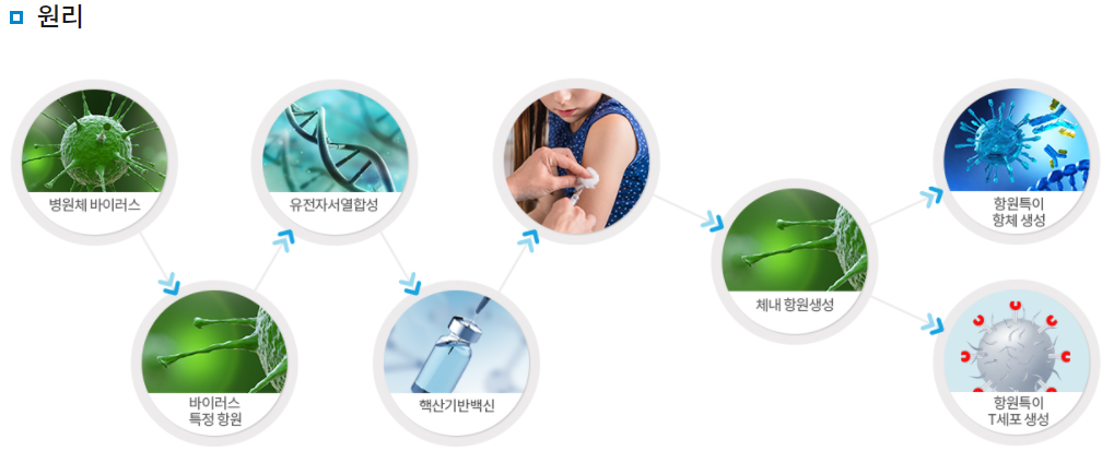 핵산기반 백신 원리