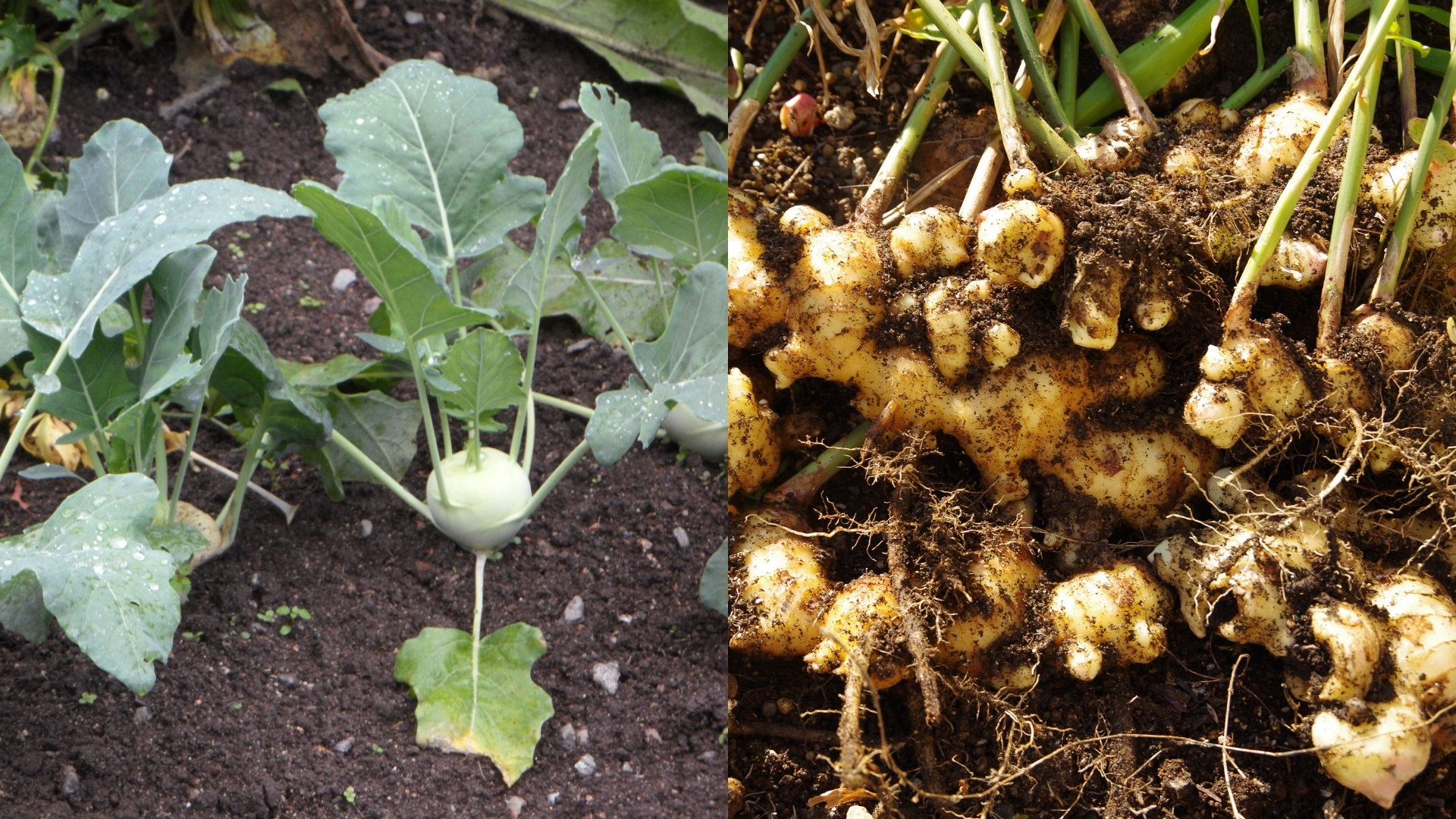 4월 5월에 심기 좋은 작물 콜라비, 생강