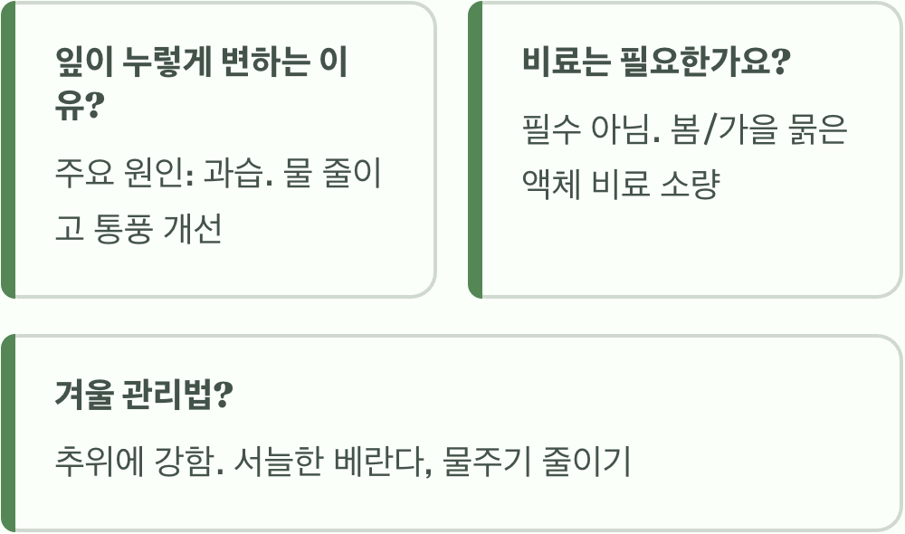 호랑이 귀를 닮은 식물, 범의귀 키우기 A to Z