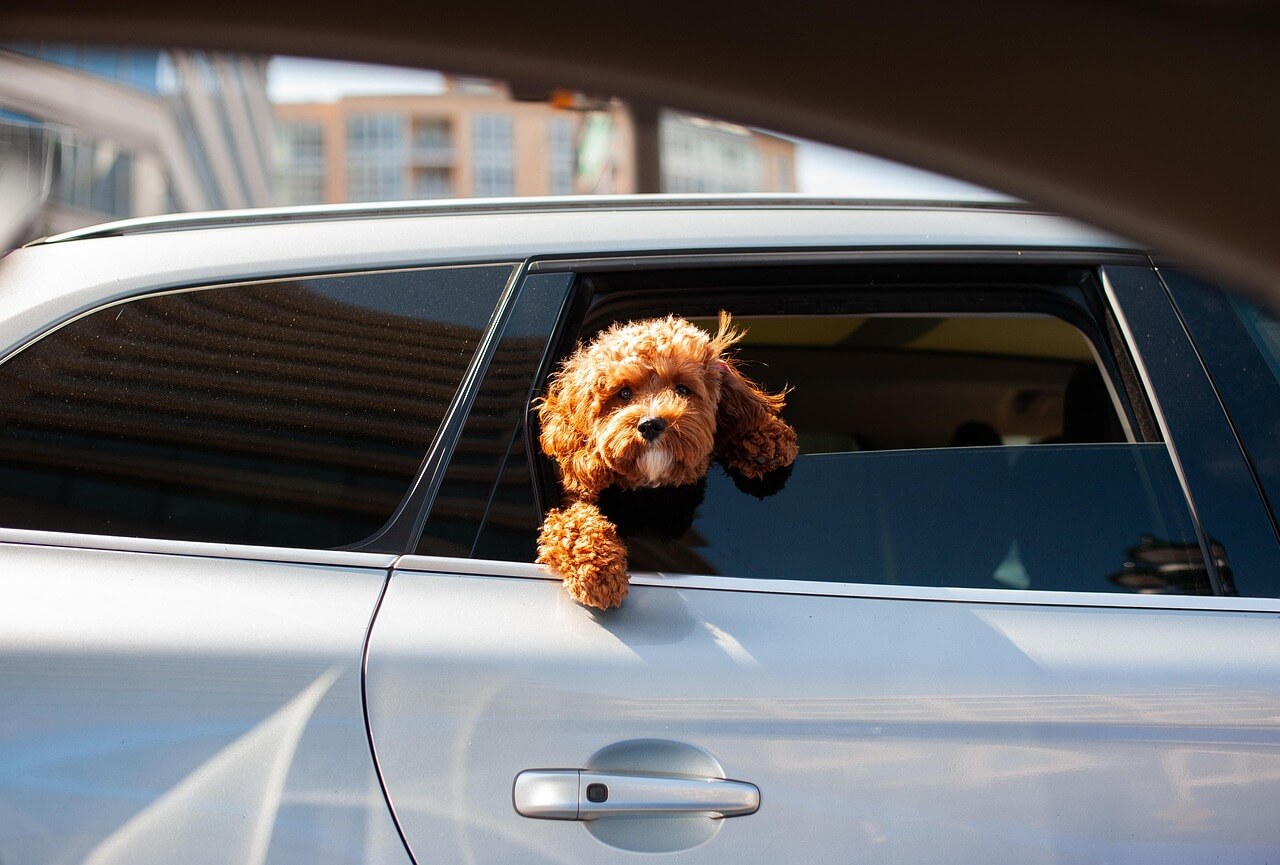 Dog travel by car