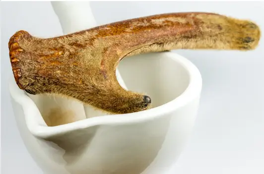 녹용 효능 및 복용시 주의점