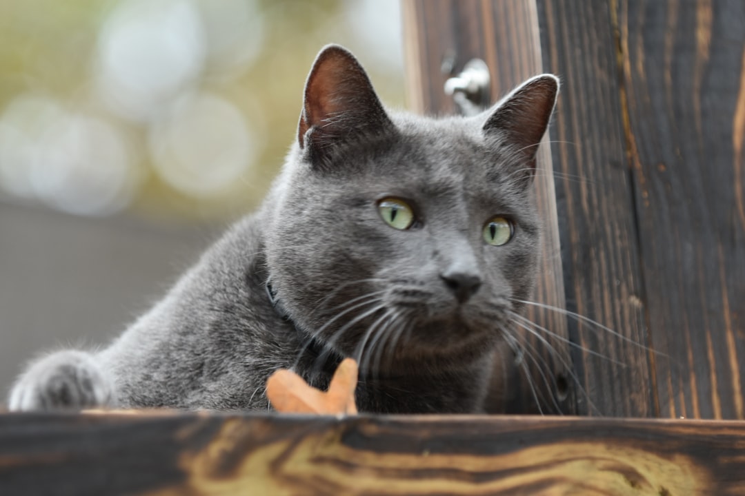 Russian Blue