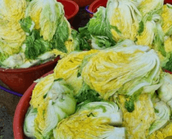 김장 배추 고르는 방법