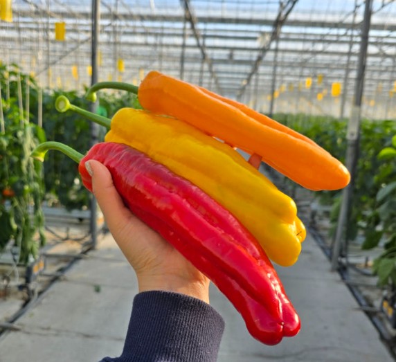 6시내고향 함안 트리벨리파프리카 3개