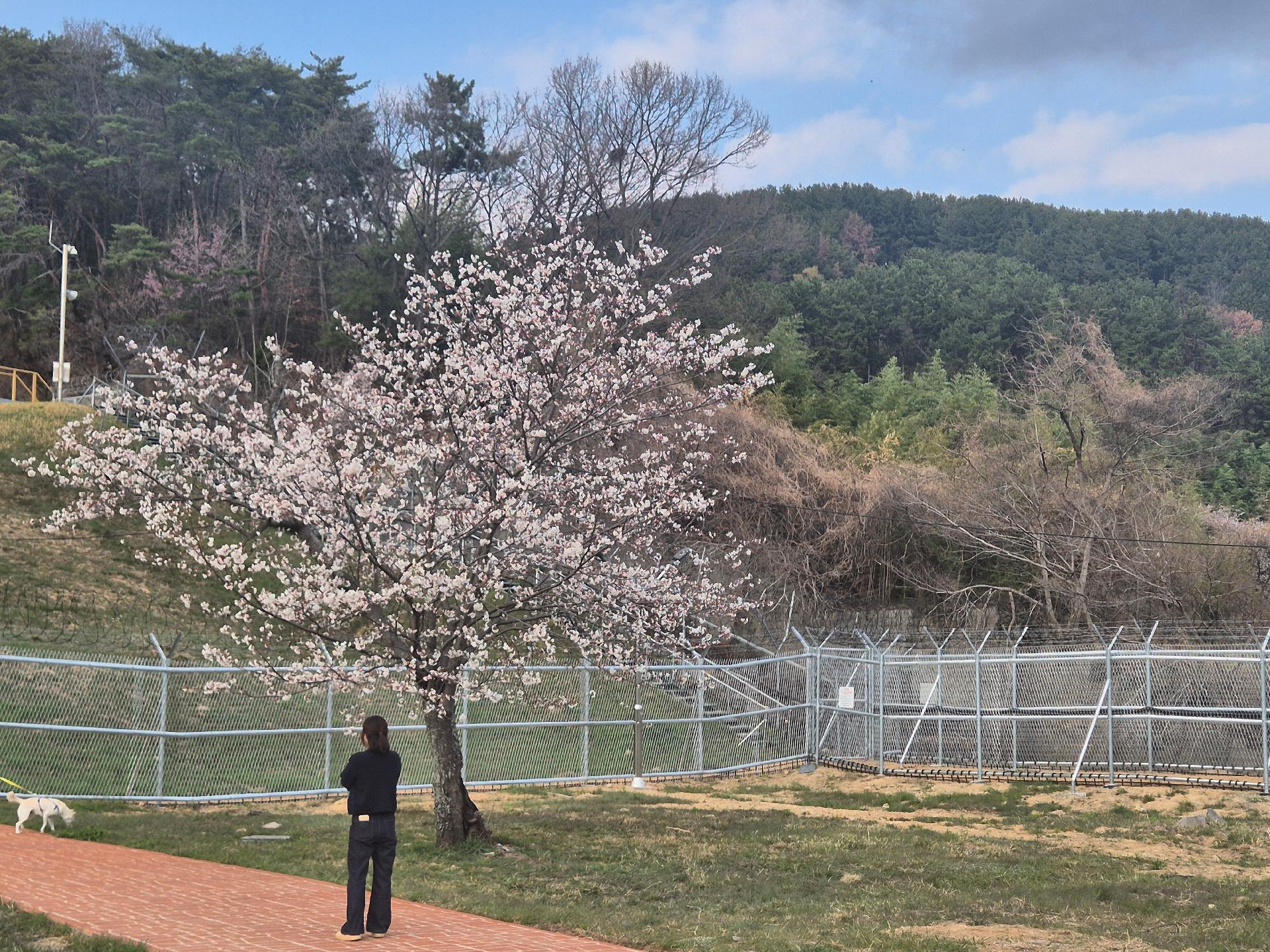 웅동 수원지 벚꽃단지