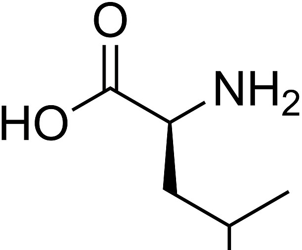 류신 분자구조2