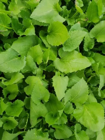 취나물 재배 반그늘 환경 배수 확보 연속 수확_8