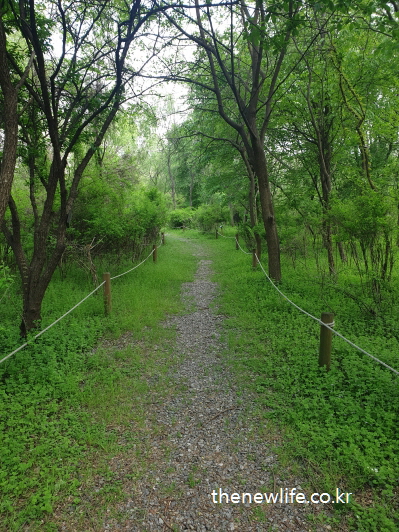 자연 속 잔돌이 섞인 흙길 걷기 산책로 – 어싱 효과를 기대할 수 있는 숲길