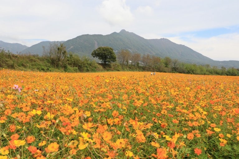 2025 가조 온천단지 &amp; 감악산 아스타국화 여행 코스 사진