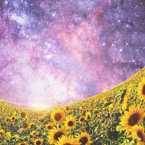 태백 해바리기축제