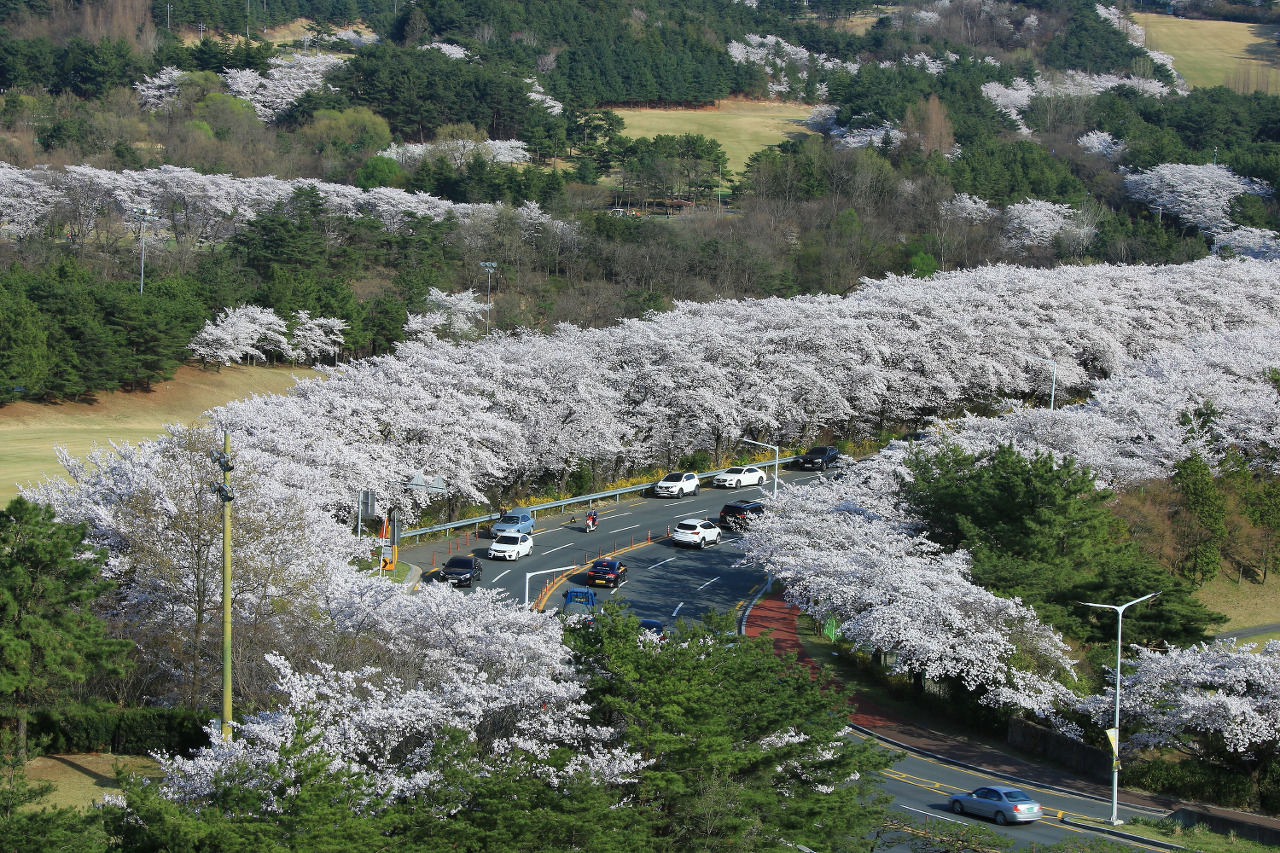벚꽃 명소