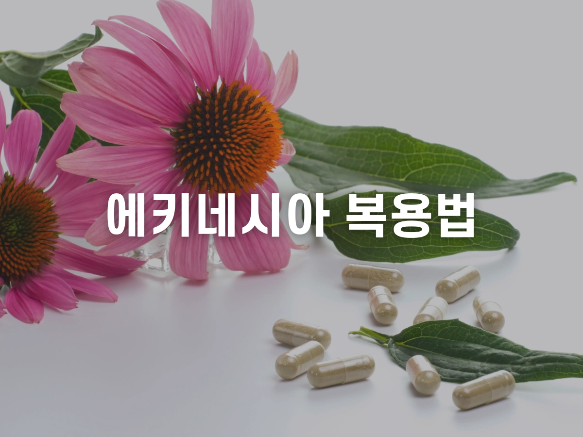 에키네시아 복용법