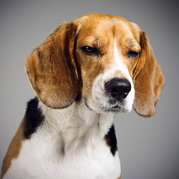 초보 견주의 강아지 키울 때 주의할 점