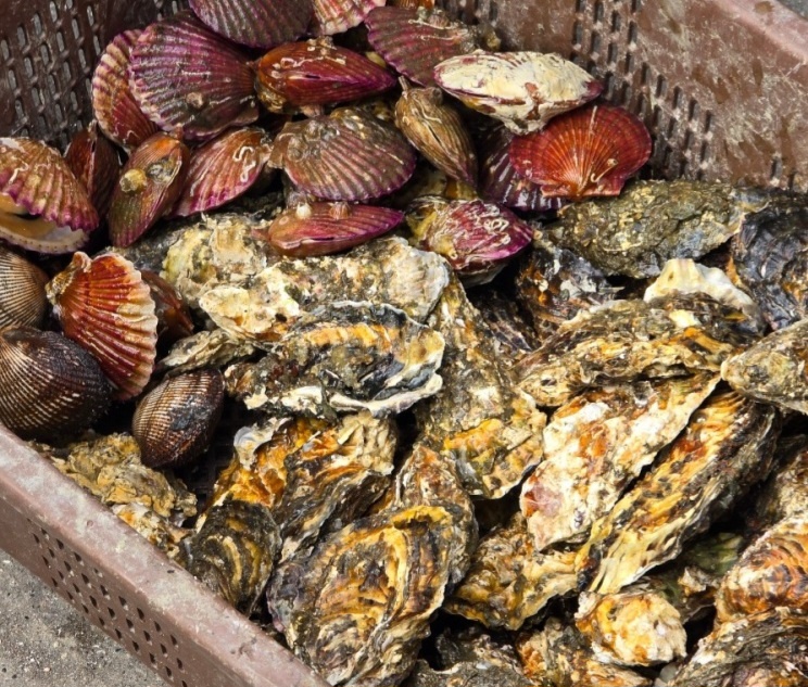 전현무계획2 굴구이 사천 맛집 정보