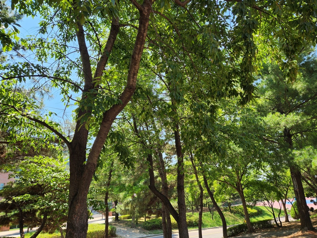 세로티나벚나무