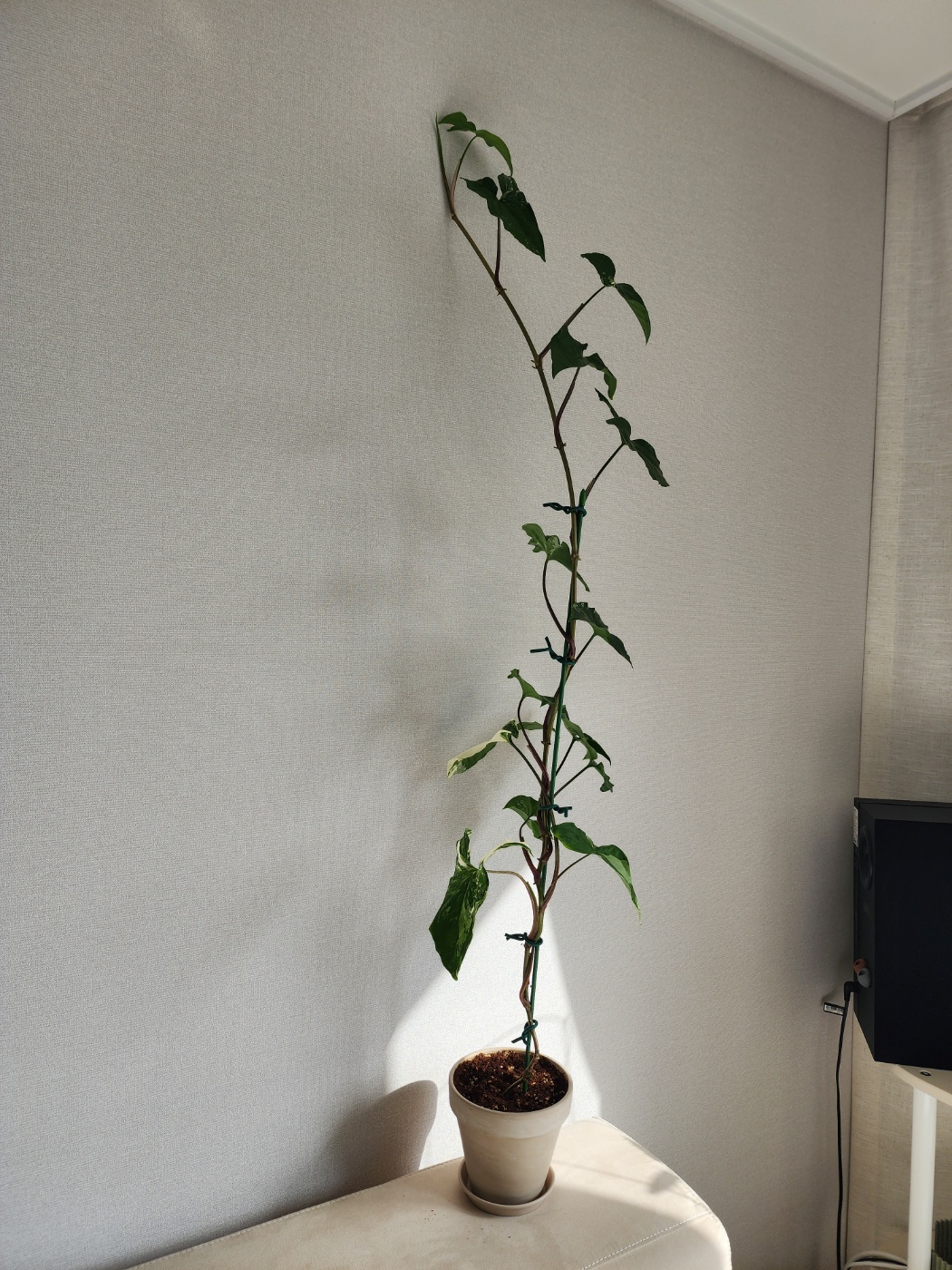 키만엄청자란 무늬싱고니움