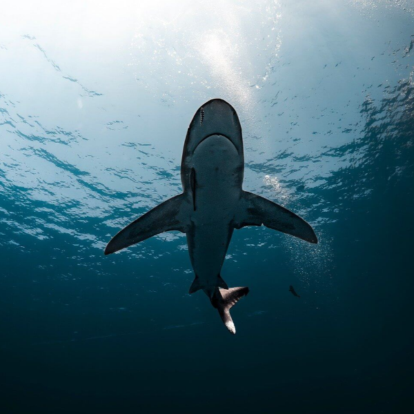 철갑상어 콘드로이친 관련 사진 3