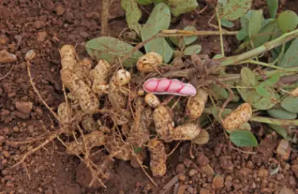 가을 제철 음식 땅콩 효능과 영양성분&amp;#44; 주의점