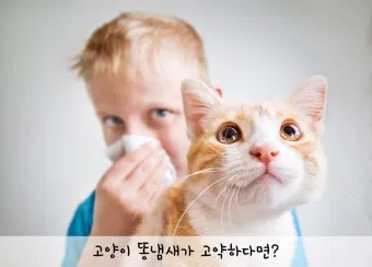 &amp;quot;고양이