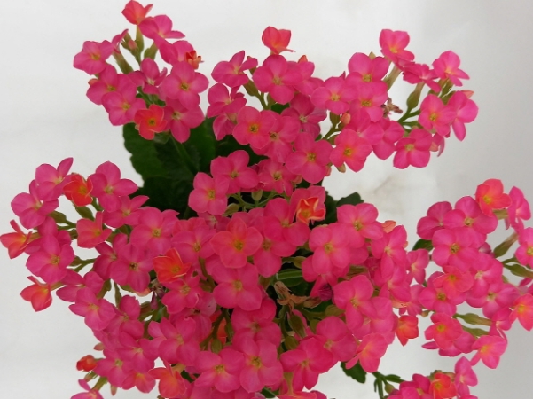 겨울 꽃 칼랑코에