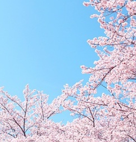 여의도 벚꽃축제 일정