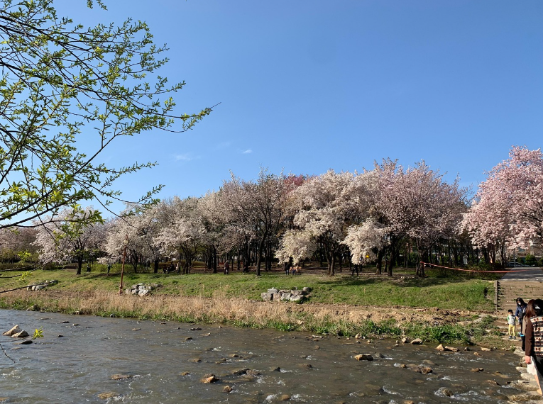 벚꽃 관련 이미지