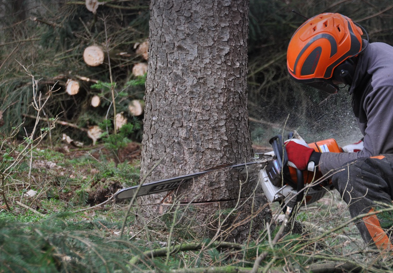 사라지는 숲, 무너지는 생태계