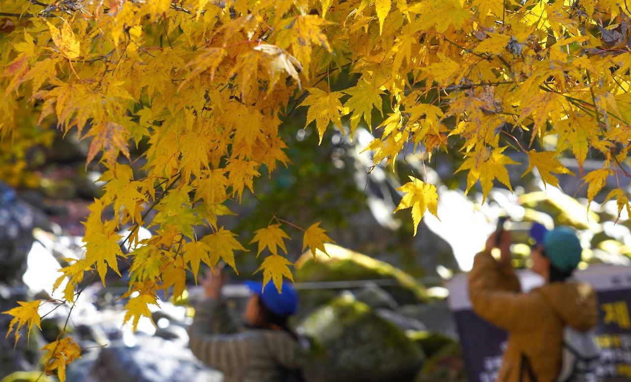 단풍 이미지/ 출처 - 동아일보