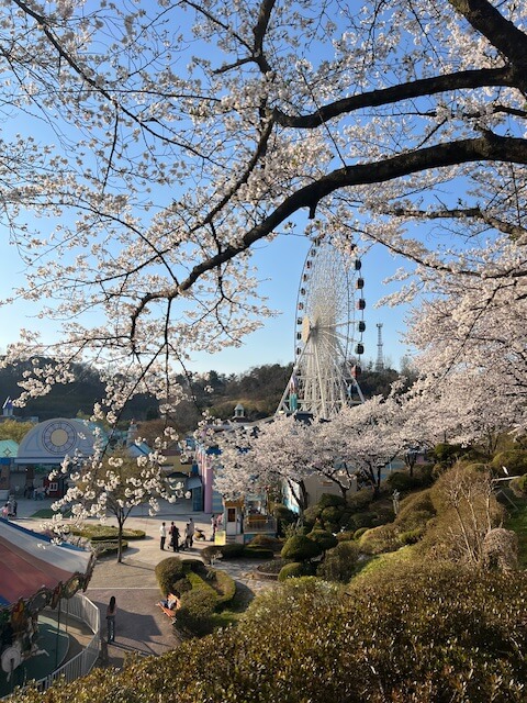 광주 패밀리랜드 만개한 벚꽃