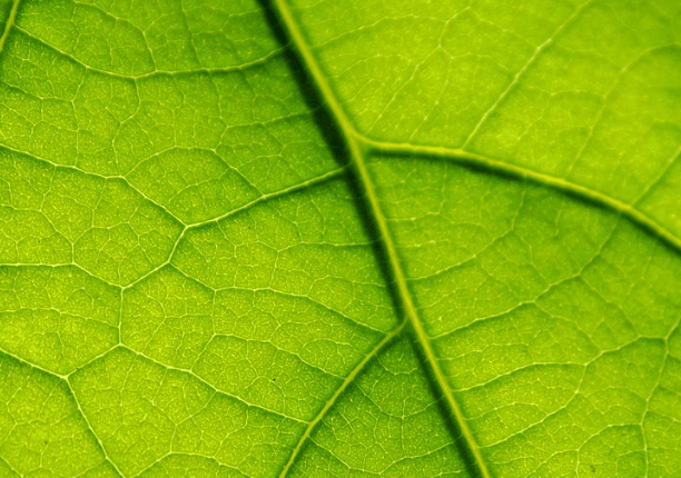 플로라필(FloraFil) 부작용 총정리