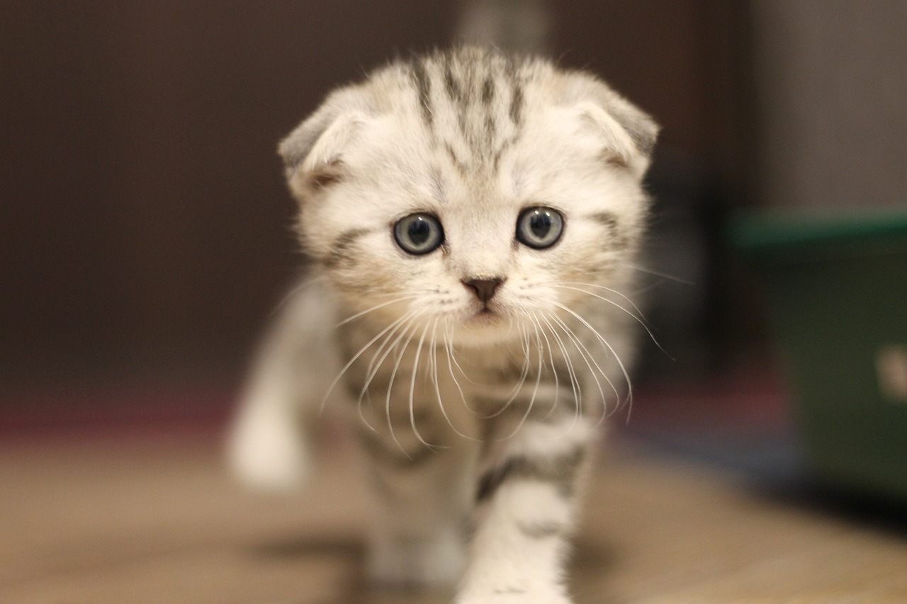 Scottish Fold2