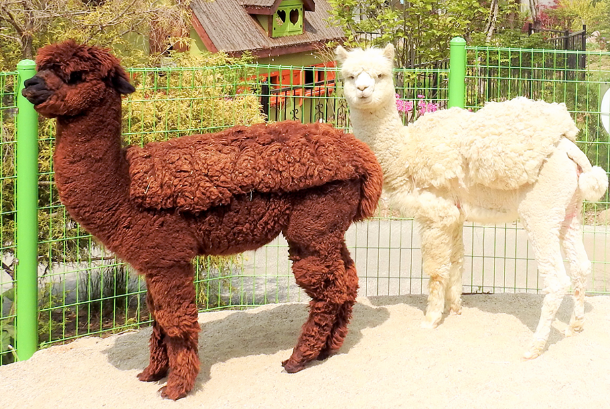 아침고요 가족동물원