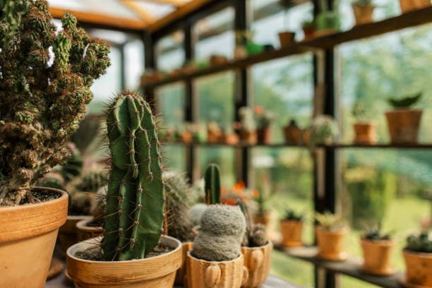 초보자를 위한 다육이 키우는법 총정리