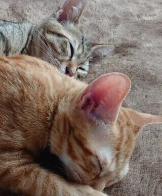 수컷이나 암컷, 새끼 고양이나 성묘, 처음 고양이를 맞이한다면?