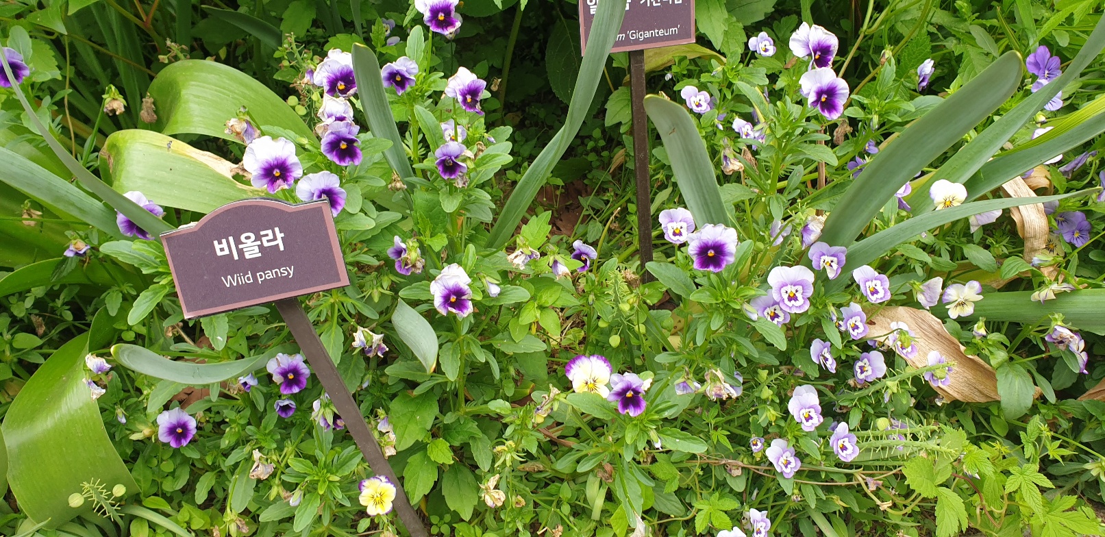 진해군항제 숙소 추천(가성비.위치.예약 꿀팁 총정리)